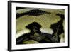 Python Reticulatus F.Tiger (Reticulated Python) - Scales-Paul Starosta-Framed Photographic Print