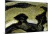 Python Reticulatus F.Tiger (Reticulated Python) - Scales-Paul Starosta-Mounted Photographic Print