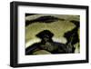 Python Reticulatus F.Tiger (Reticulated Python) - Scales-Paul Starosta-Framed Photographic Print