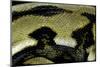 Python Reticulatus F.Tiger (Reticulated Python) - Scales-Paul Starosta-Mounted Photographic Print