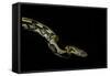 Python Reticulatus F.Tiger (Reticulated Python)-Paul Starosta-Framed Stretched Canvas