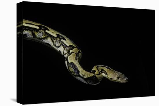 Python Reticulatus F.Tiger (Reticulated Python)-Paul Starosta-Stretched Canvas