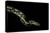 Python Reticulatus F.Tiger (Reticulated Python)-Paul Starosta-Stretched Canvas