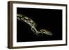 Python Reticulatus F.Tiger (Reticulated Python)-Paul Starosta-Framed Photographic Print