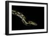 Python Reticulatus F.Tiger (Reticulated Python)-Paul Starosta-Framed Photographic Print