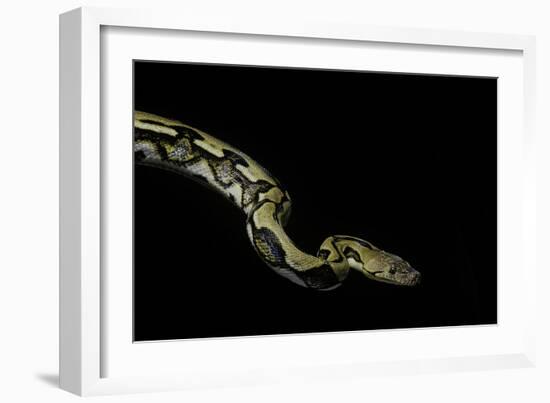 Python Reticulatus F.Tiger (Reticulated Python)-Paul Starosta-Framed Photographic Print