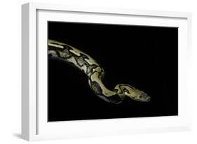 Python Reticulatus F.Tiger (Reticulated Python)-Paul Starosta-Framed Photographic Print