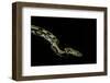 Python Reticulatus F.Tiger (Reticulated Python)-Paul Starosta-Framed Photographic Print