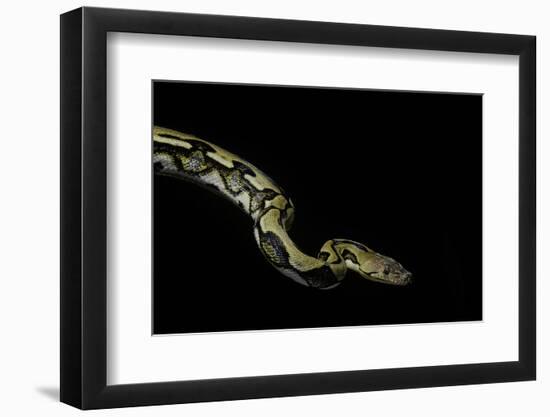 Python Reticulatus F.Tiger (Reticulated Python)-Paul Starosta-Framed Photographic Print