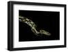 Python Reticulatus F.Tiger (Reticulated Python)-Paul Starosta-Framed Photographic Print