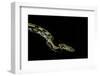 Python Reticulatus F.Tiger (Reticulated Python)-Paul Starosta-Framed Photographic Print