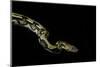 Python Reticulatus F.Tiger (Reticulated Python)-Paul Starosta-Mounted Photographic Print