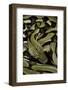 Python Reticulatus F.Tiger (Reticulated Python)-Paul Starosta-Framed Photographic Print