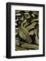 Python Reticulatus F.Tiger (Reticulated Python)-Paul Starosta-Framed Photographic Print