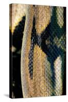 Python Reticulatus (Reticulated Python) - Scales-Paul Starosta-Stretched Canvas