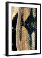 Python Reticulatus (Reticulated Python) - Scales-Paul Starosta-Framed Photographic Print