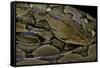 Python Reticulatus (Reticulated Python)-Paul Starosta-Framed Stretched Canvas