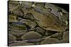 Python Reticulatus (Reticulated Python)-Paul Starosta-Stretched Canvas