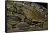 Python Reticulatus (Reticulated Python)-Paul Starosta-Framed Stretched Canvas