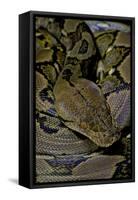 Python Reticulatus (Reticulated Python)-Paul Starosta-Framed Stretched Canvas