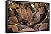 Python Reticulatus (Reticulated Python)-Paul Starosta-Framed Stretched Canvas