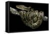 Python Reticulatus (Reticulated Python)-Paul Starosta-Framed Stretched Canvas