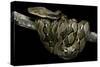 Python Reticulatus (Reticulated Python)-Paul Starosta-Stretched Canvas