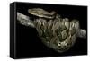 Python Reticulatus (Reticulated Python)-Paul Starosta-Framed Stretched Canvas