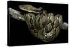 Python Reticulatus (Reticulated Python)-Paul Starosta-Stretched Canvas