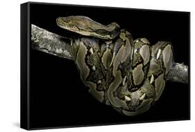 Python Reticulatus (Reticulated Python)-Paul Starosta-Framed Stretched Canvas