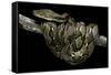 Python Reticulatus (Reticulated Python)-Paul Starosta-Framed Stretched Canvas