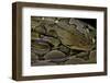 Python Reticulatus (Reticulated Python)-Paul Starosta-Framed Photographic Print