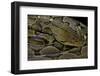 Python Reticulatus (Reticulated Python)-Paul Starosta-Framed Photographic Print