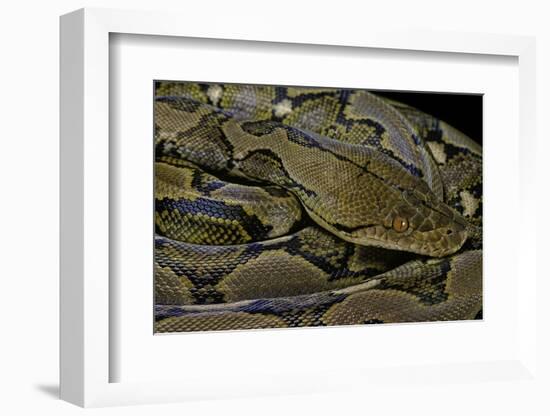 Python Reticulatus (Reticulated Python)-Paul Starosta-Framed Photographic Print