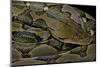 Python Reticulatus (Reticulated Python)-Paul Starosta-Mounted Photographic Print