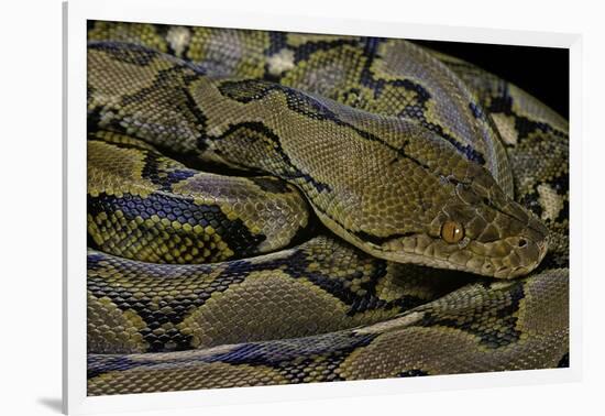 Python Reticulatus (Reticulated Python)-Paul Starosta-Framed Photographic Print