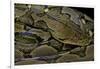 Python Reticulatus (Reticulated Python)-Paul Starosta-Framed Photographic Print