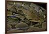 Python Reticulatus (Reticulated Python)-Paul Starosta-Framed Photographic Print