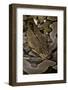 Python Reticulatus (Reticulated Python)-Paul Starosta-Framed Photographic Print