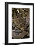 Python Reticulatus (Reticulated Python)-Paul Starosta-Framed Photographic Print