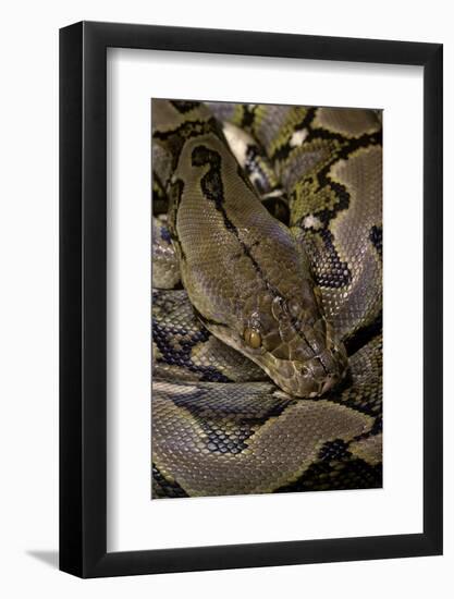 Python Reticulatus (Reticulated Python)-Paul Starosta-Framed Photographic Print