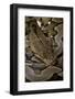 Python Reticulatus (Reticulated Python)-Paul Starosta-Framed Photographic Print