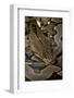 Python Reticulatus (Reticulated Python)-Paul Starosta-Framed Photographic Print