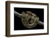 Python Reticulatus (Reticulated Python)-Paul Starosta-Framed Photographic Print