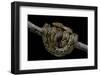 Python Reticulatus (Reticulated Python)-Paul Starosta-Framed Photographic Print