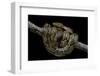 Python Reticulatus (Reticulated Python)-Paul Starosta-Framed Photographic Print