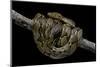 Python Reticulatus (Reticulated Python)-Paul Starosta-Mounted Photographic Print