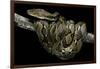 Python Reticulatus (Reticulated Python)-Paul Starosta-Framed Photographic Print