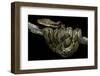 Python Reticulatus (Reticulated Python)-Paul Starosta-Framed Photographic Print