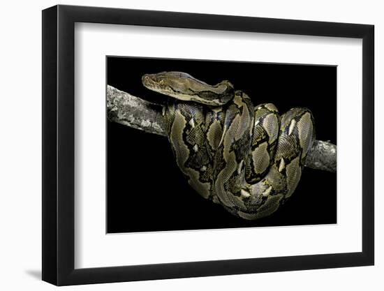 Python Reticulatus (Reticulated Python)-Paul Starosta-Framed Photographic Print